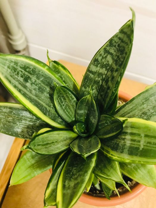 Сансевиерия Хани Грей, Зебра