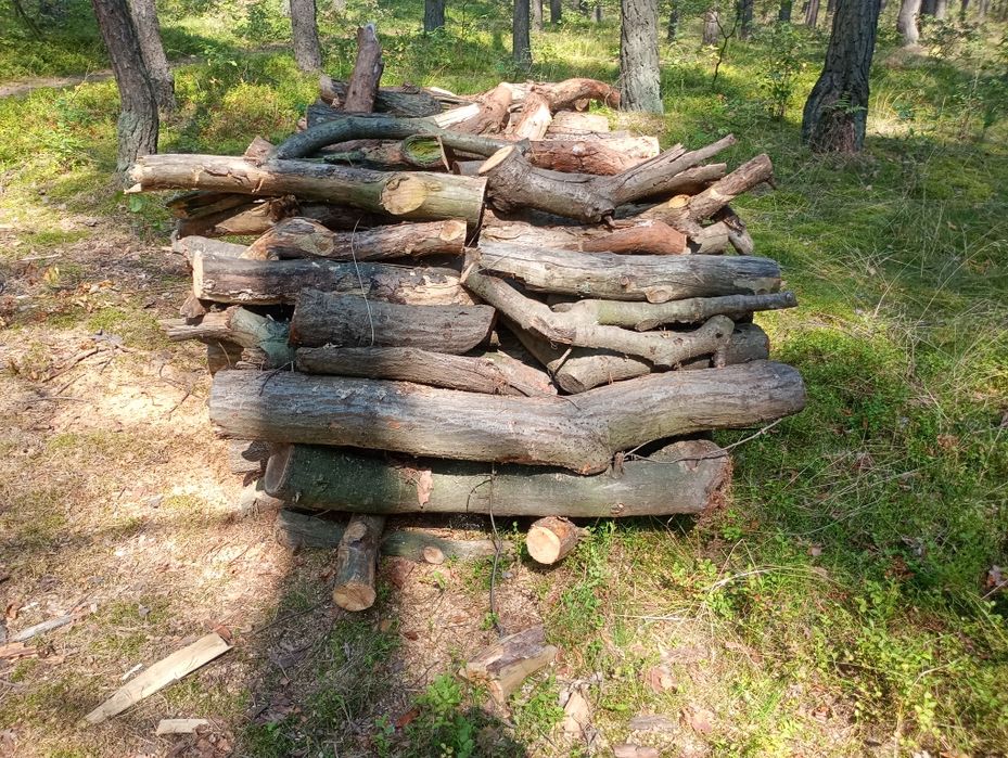 Drewno opałowe sosna sucha