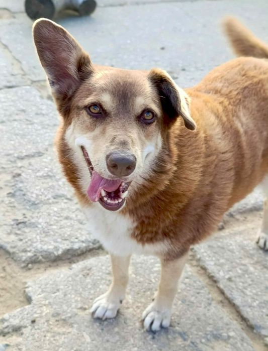 Maksio błaga o szansę i dom ..