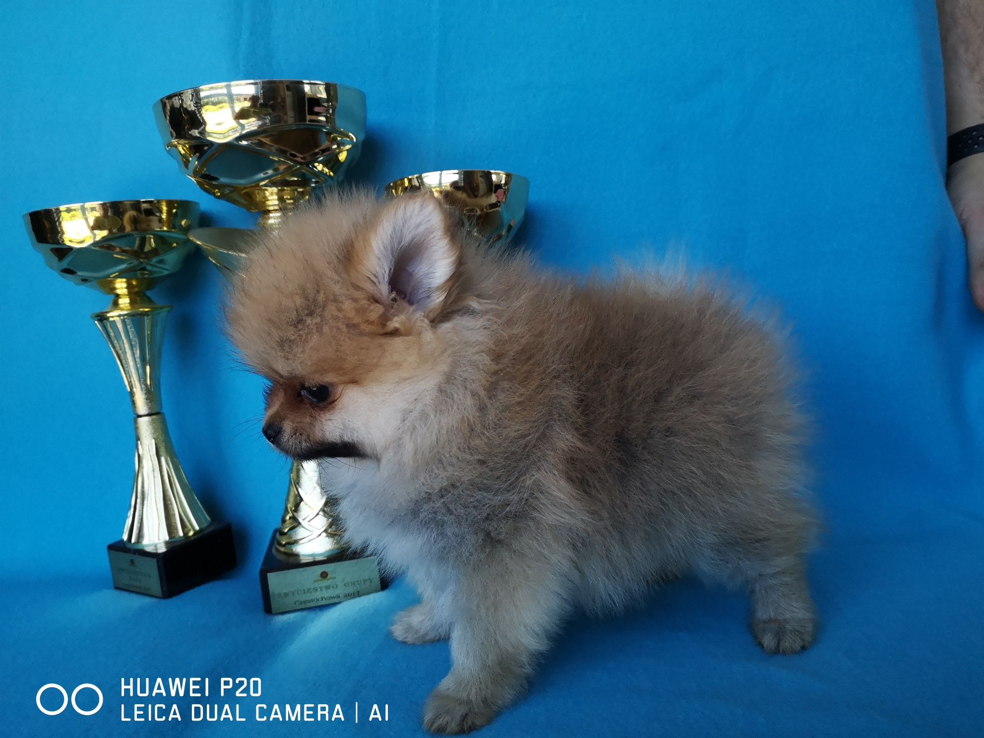 Szpic miniaturowy Pomeranian piesek  z rodowodem