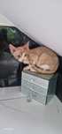 Devon rex kot Gabriel