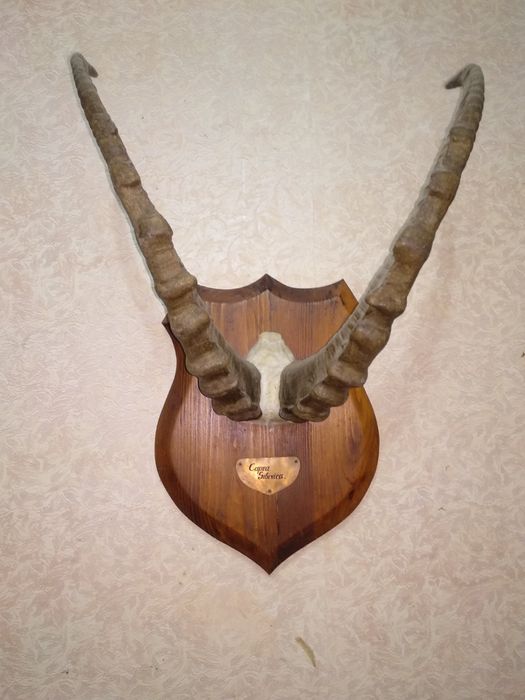 Рога горного козла