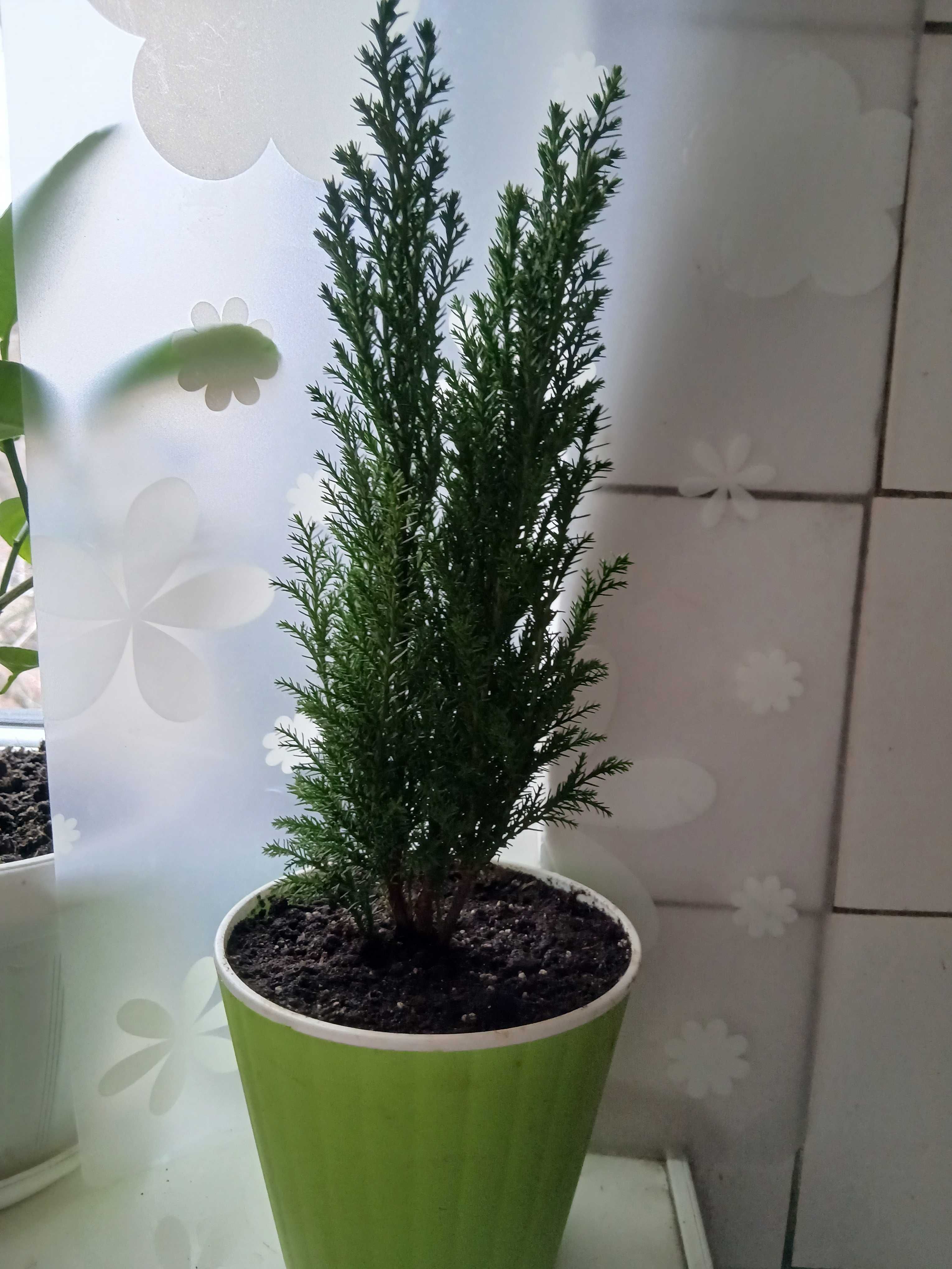 Продам комнатный кипарис