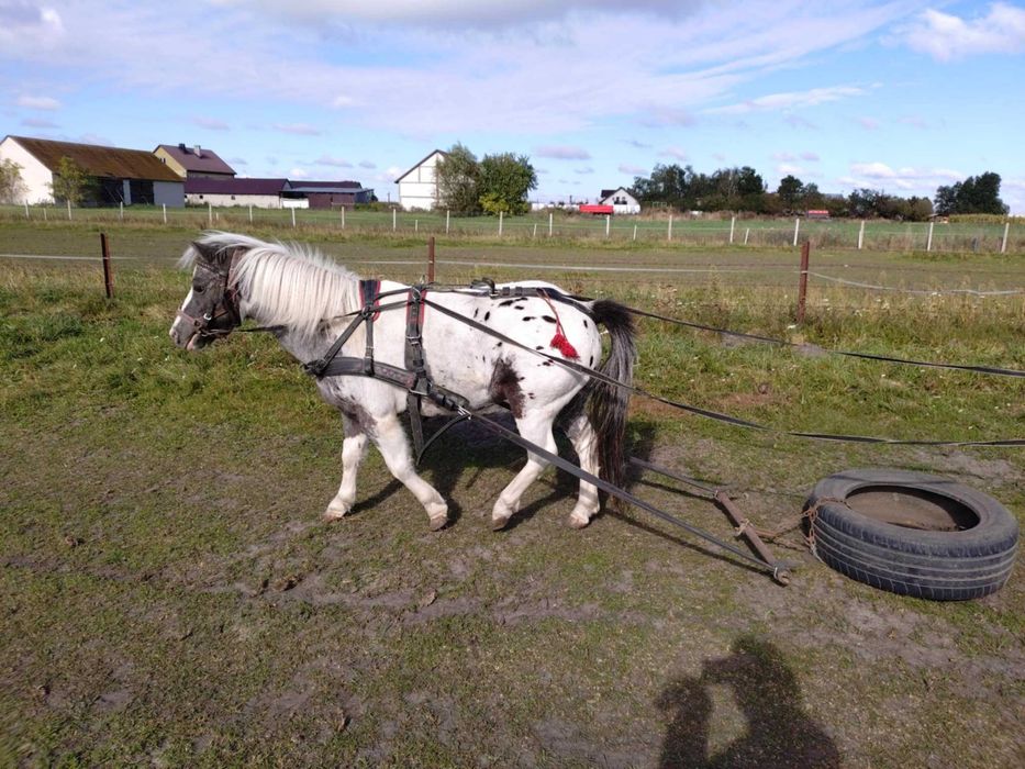 Srokatotarantowata klacz kucyka