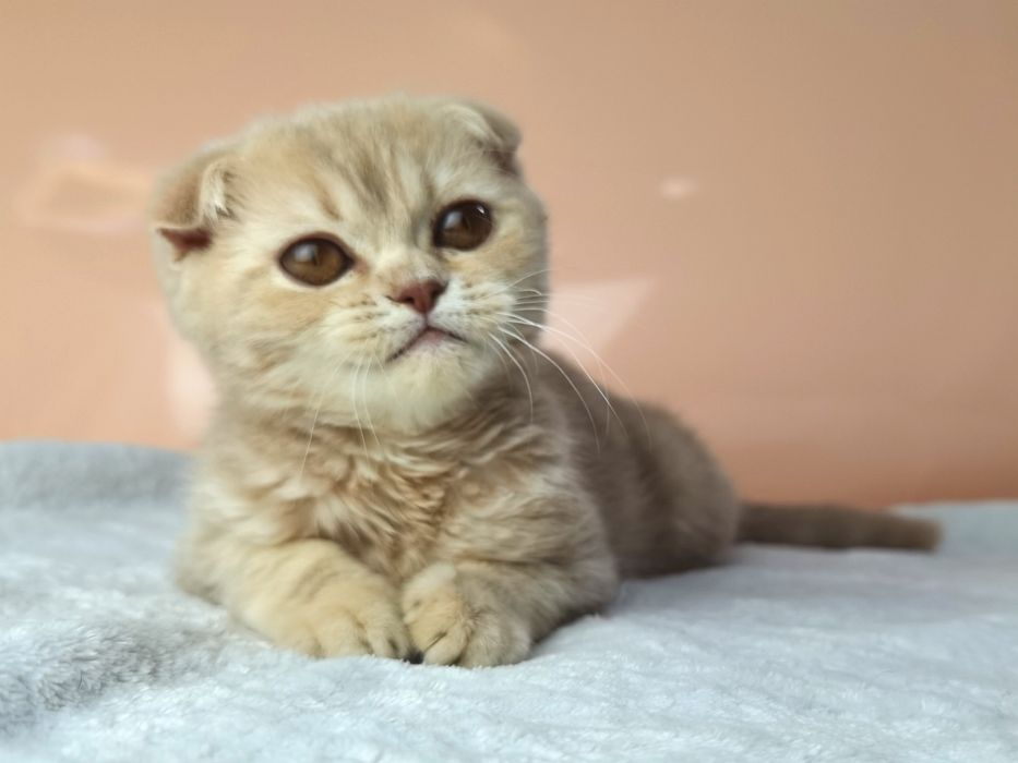 Лиловая вислоухая кошечка с документами и прививками