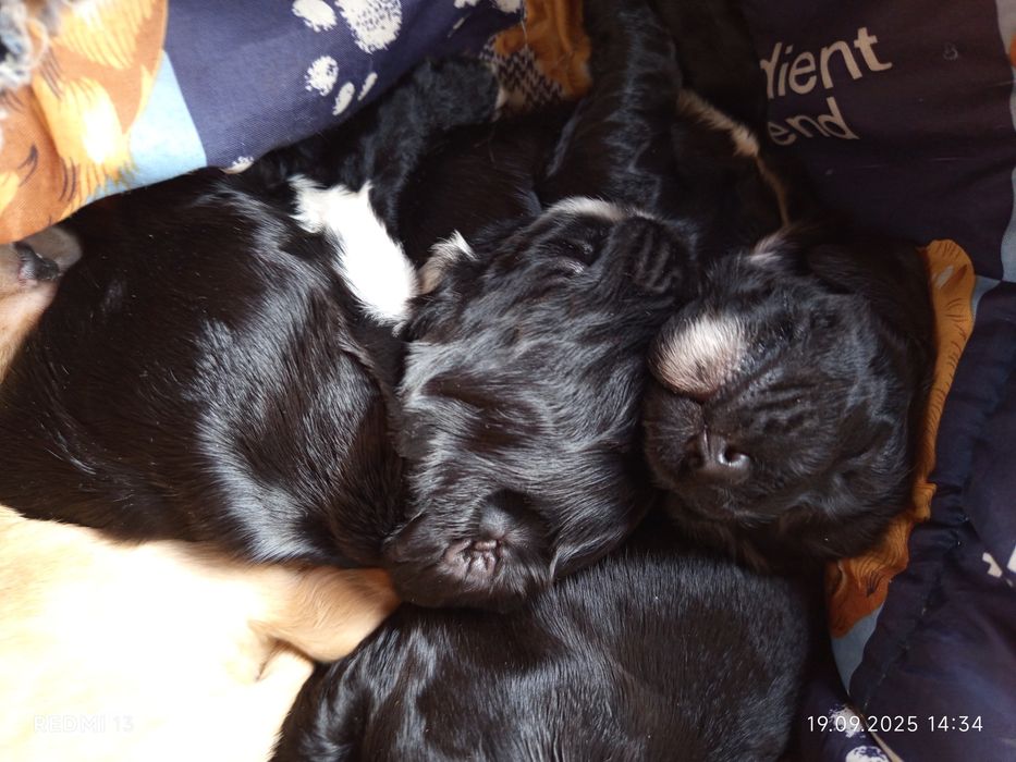 Piękne szczenięta rasy Cocker spaniel