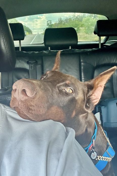 Перевезення тварин котів собак по Україні і Європі перевозка животных