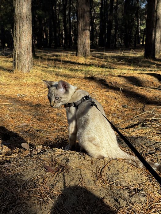 Снежный Бенгальский котенок