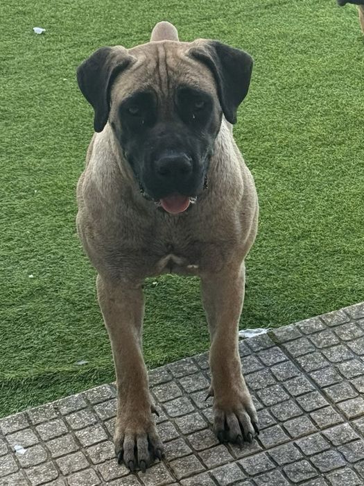 Cadela Boerboel Jovem