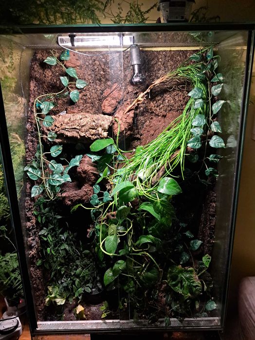 Terrarium + gekony orzesione