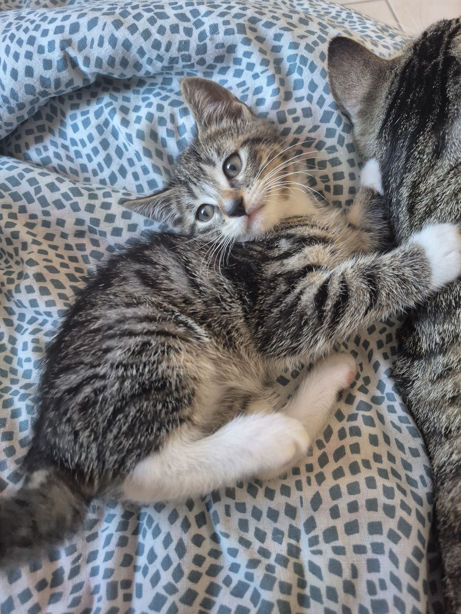 Koty do adopcji. Do oddania koty