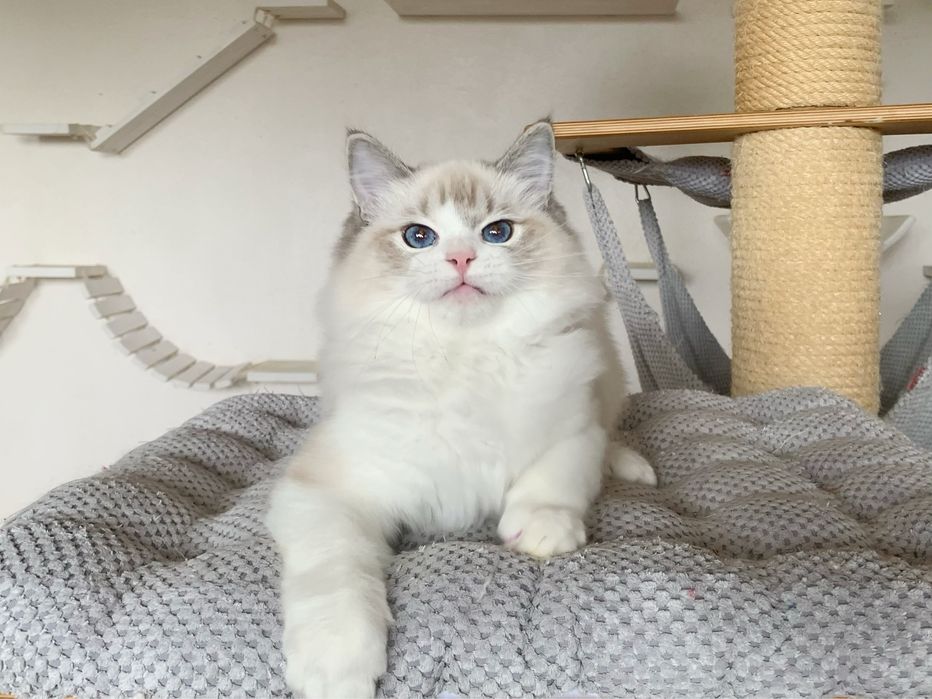 Kochany kocurek Ragdoll TEO z rodowodem FIFE