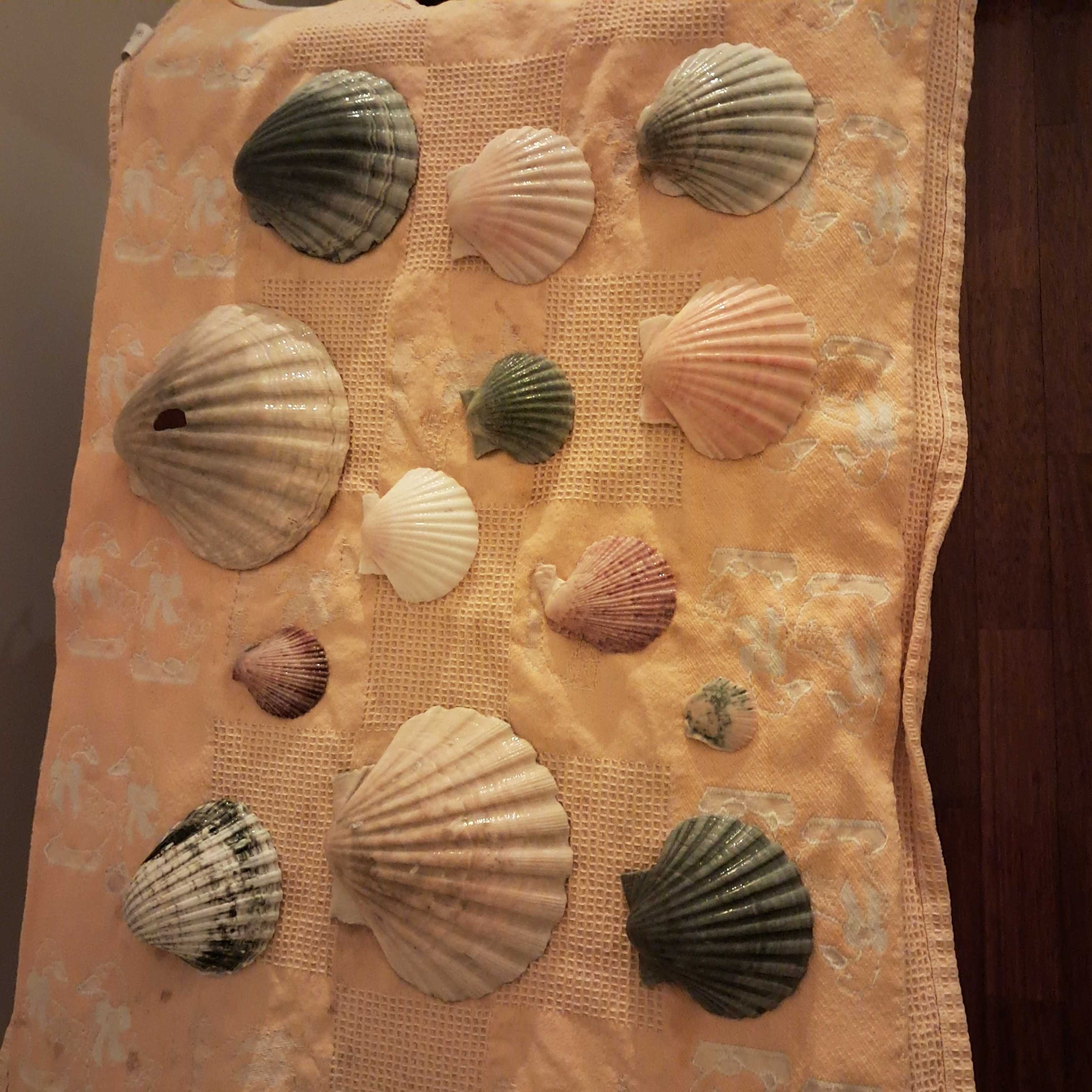 Conchas marinhas