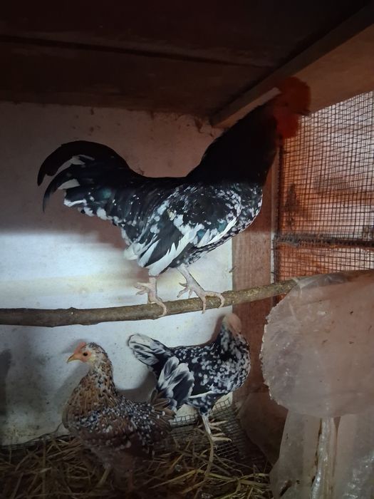 Vendesse garnizos machos