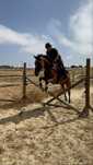 Cavalo de desporto