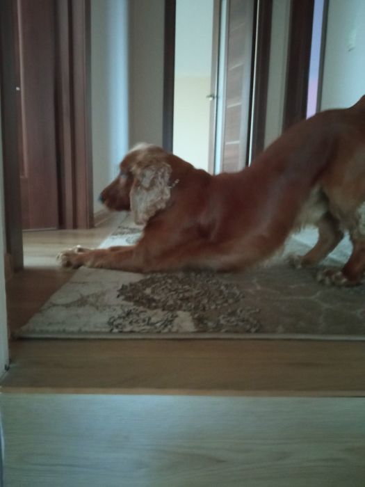 Кокер спаніель вязка