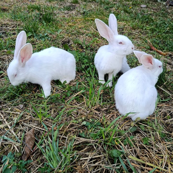 КРОЛІ ТА КРОЛЕНЯТА бургундія, панон 2 міс., 4,5 міс.