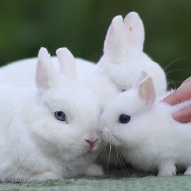 Акція!! кролик породи Гермелін, карлик з міжнародним паспортом