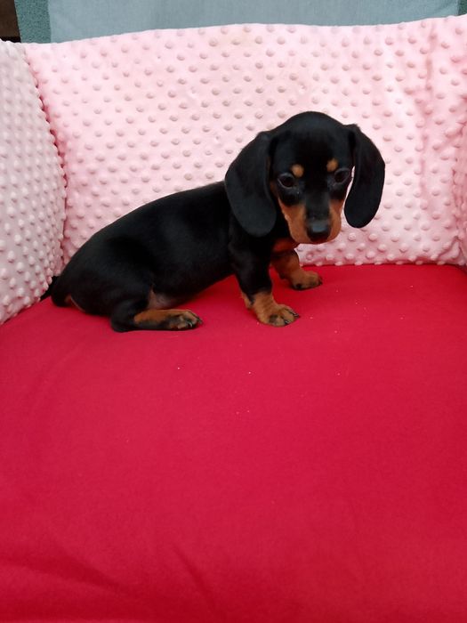 Jamnik szczeniak piesek