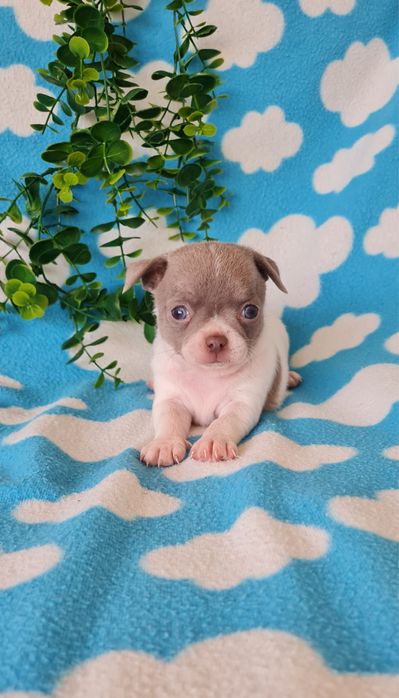 Excelente Lilac e Branco Chihuahua/Chiuaua de Qualidade