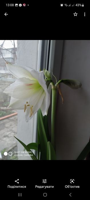 Гіпеаструм червоний та білий