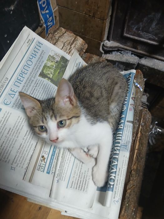 Отдам котенка от веслоухой кошки