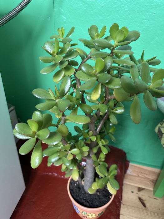 Крассула, денежное дерево