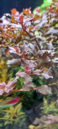 Ludwigia owalis pink roślina akwariowa