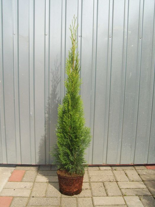 Tuja szmaragd 100 - 115 cm Producent Transport