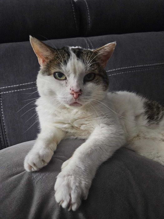 STAŚ to najukochańszy kot na świecie.  12 lat w schronisku