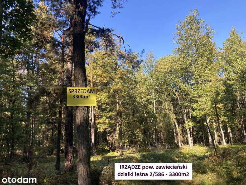 Tania działka 3300m2 (las 100-letni dębowy) tylko 14.300zł (K-ce 70km)