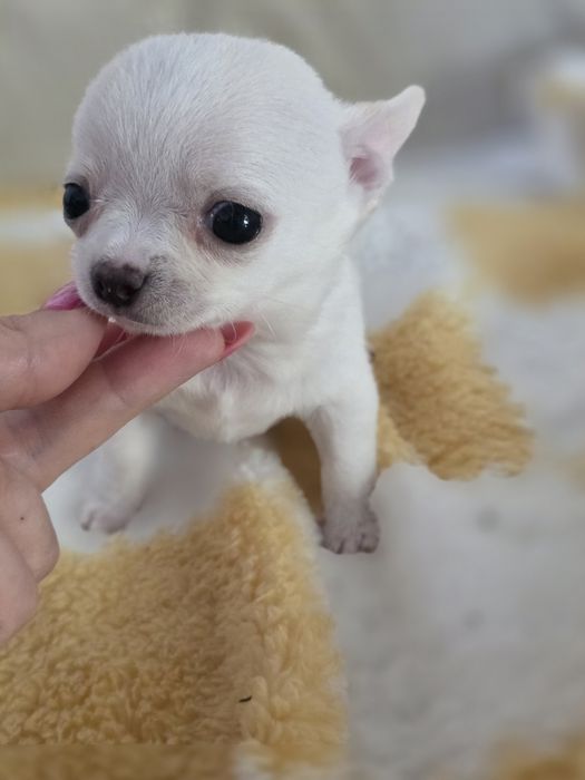 Chihuahua krotkowlosy chlopak