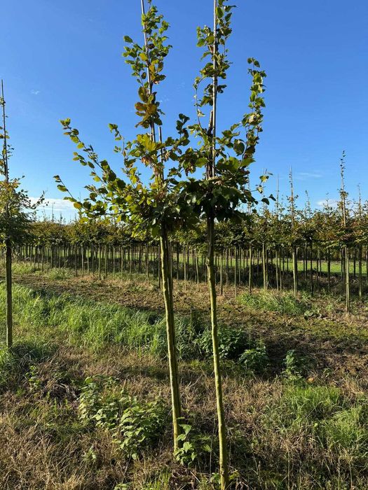 Buk pospolity 8-10, 10-12, 12-14, 14-16