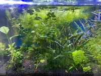 Sloik litrowy pełny roślinek do akwarium