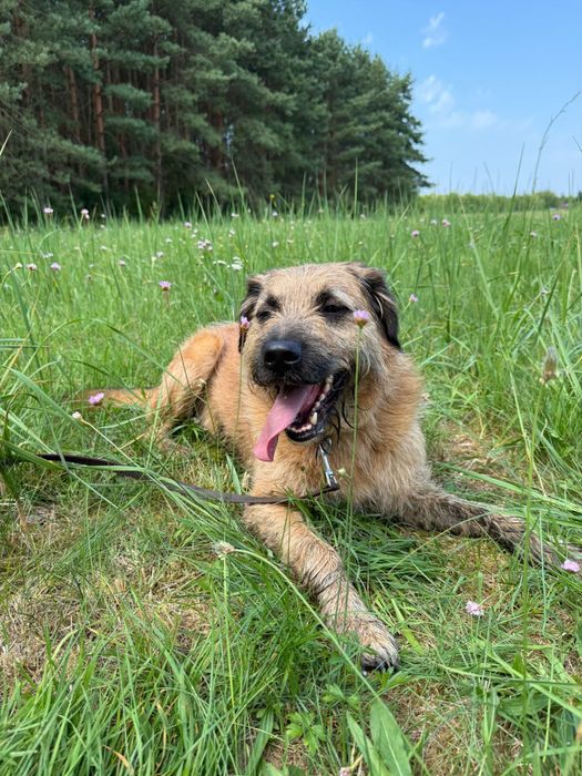 Szorściak Bono poleca się do adopcji!