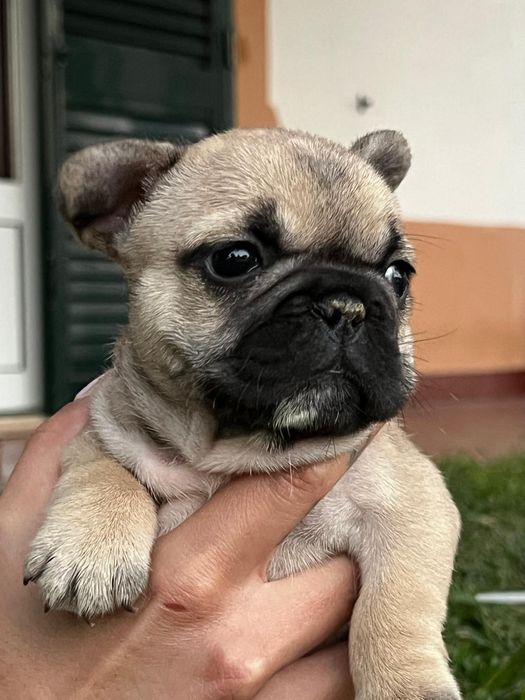 Bulldog Francês Fawn