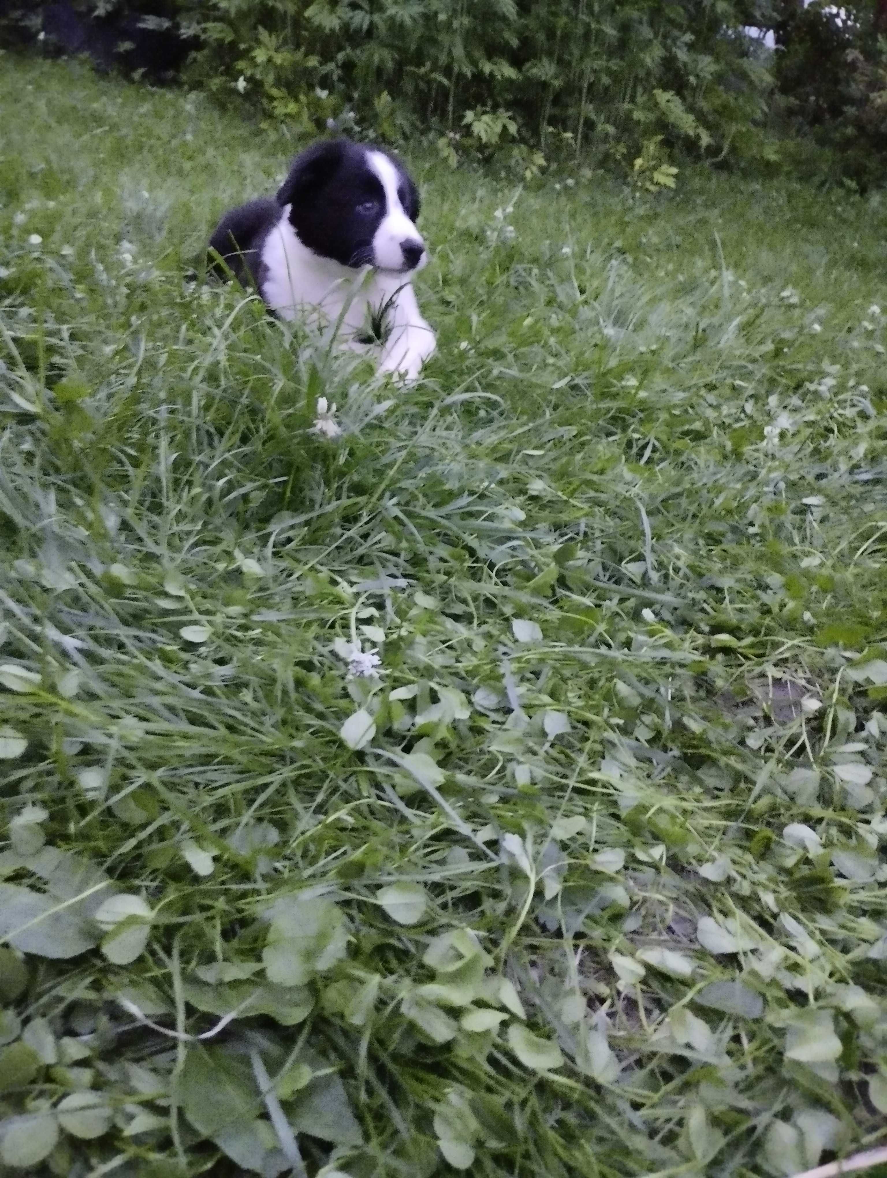Border collie - szczeniak
