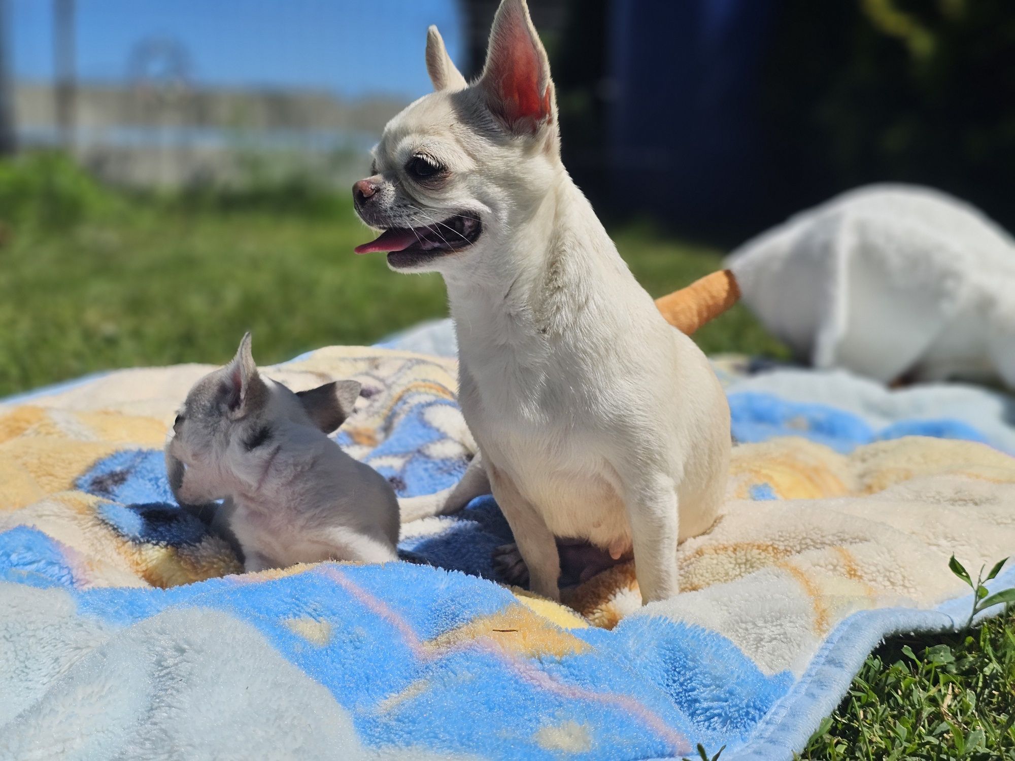 Chihuahua piesek bialy krótkowłosy