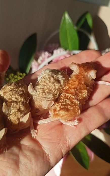 Декоративні мишки тексель