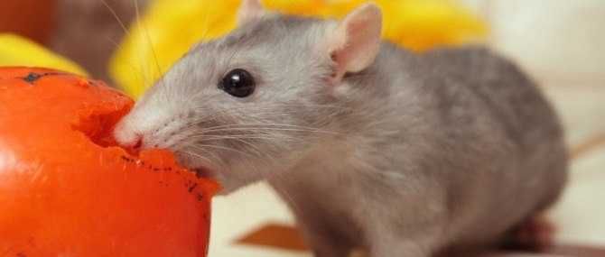 Trucizna przeciwko myszom i szczurom Ratimor 1 kg