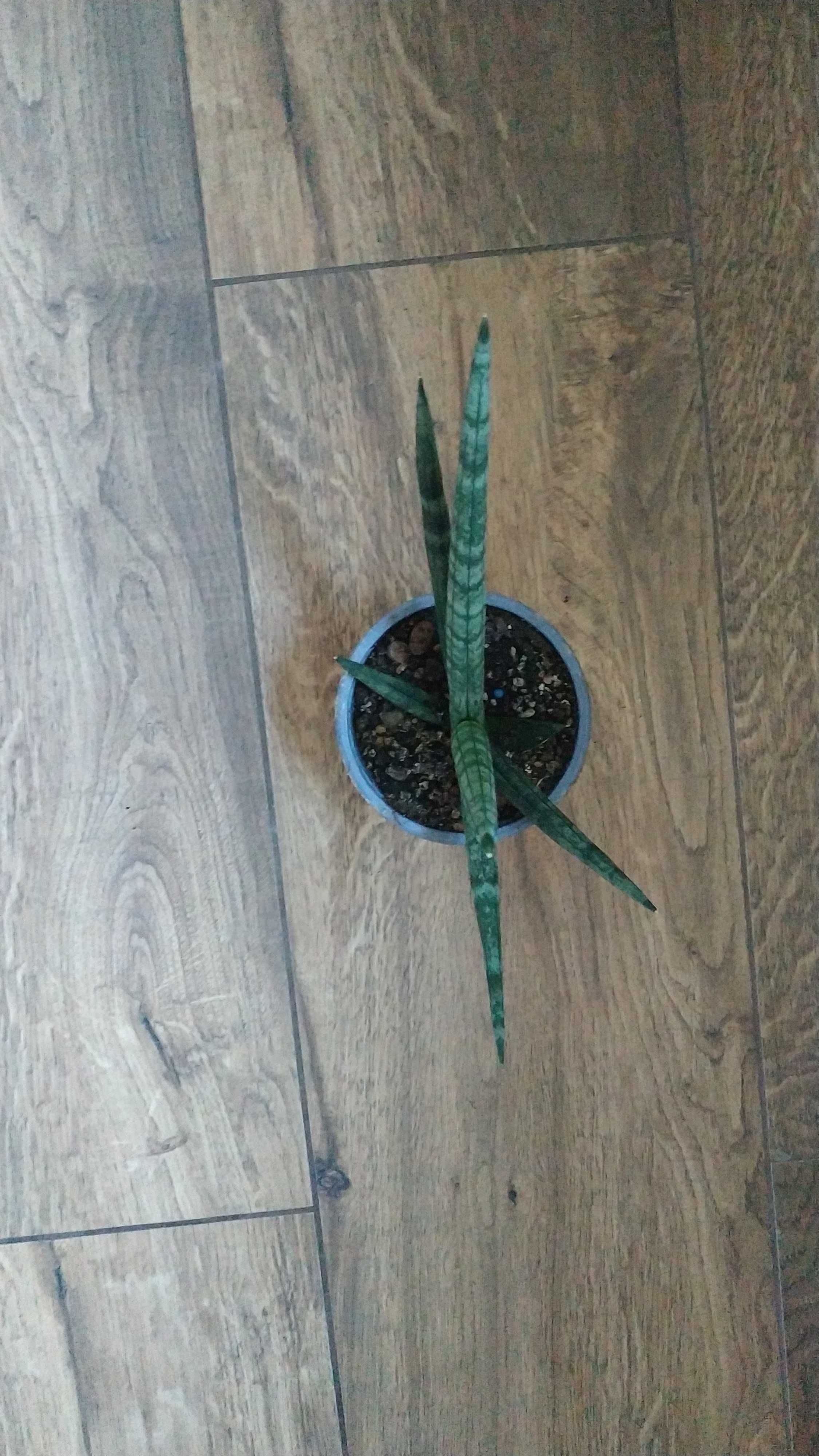 Sansevieria cylindrica “Boncel”