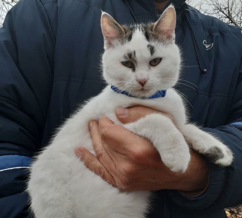 Отдам в хорошие руки котенка