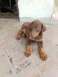 Sprzedam szczenię doberman brązowy podpalany