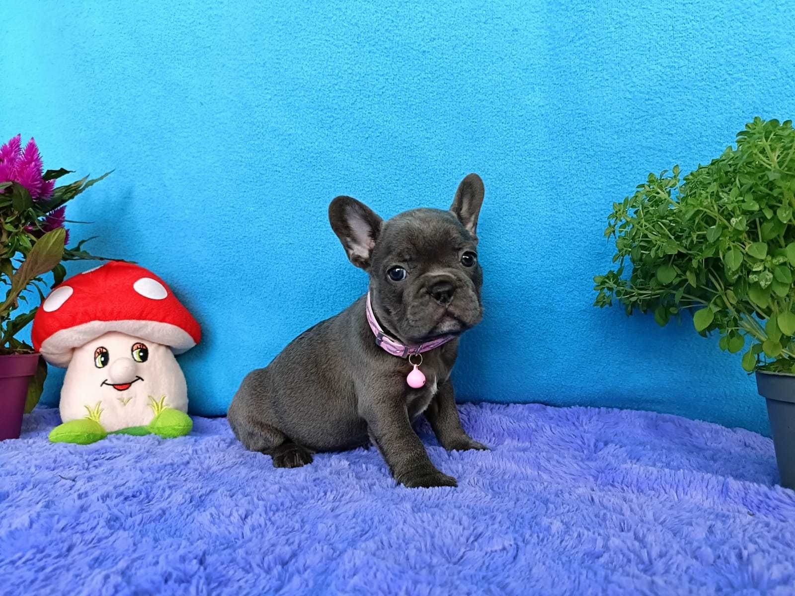 Bulldogue francês fêmea Azul