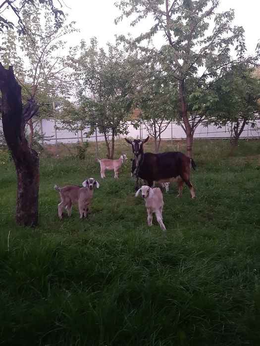 Кози,козинята недорого