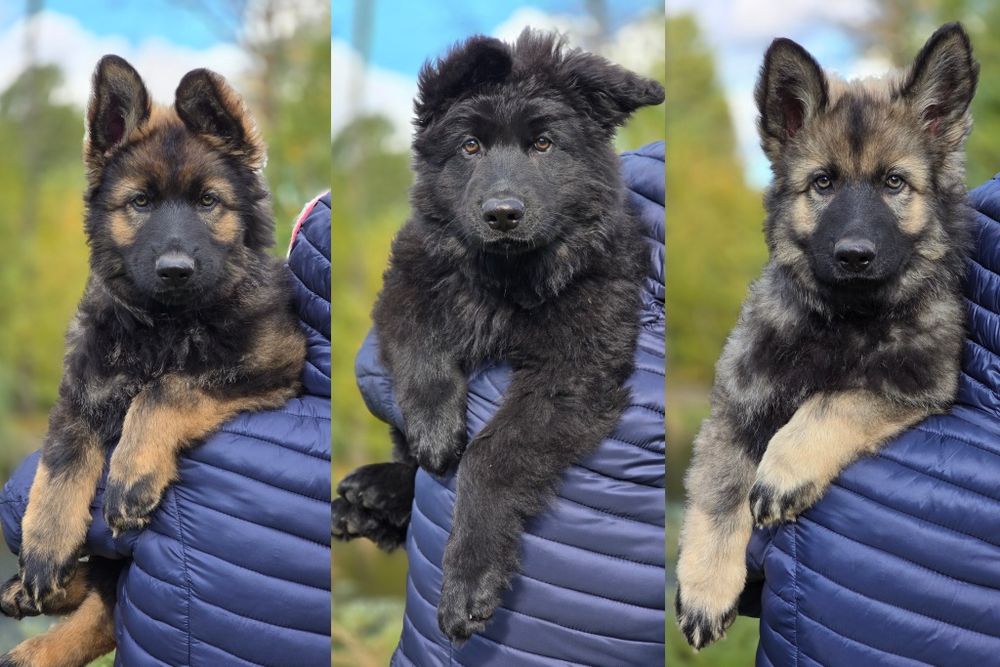 Owczarek Staroniemiecki - 11 tygodni