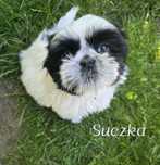 Sunia Shih Tzu tri kolor