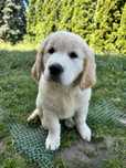 Golden Retriever ZKwP FCI *Po championie Polski i Rosji*