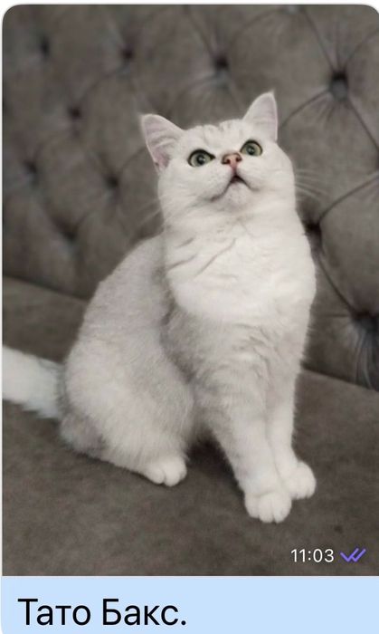 Британські срібні шиншили.