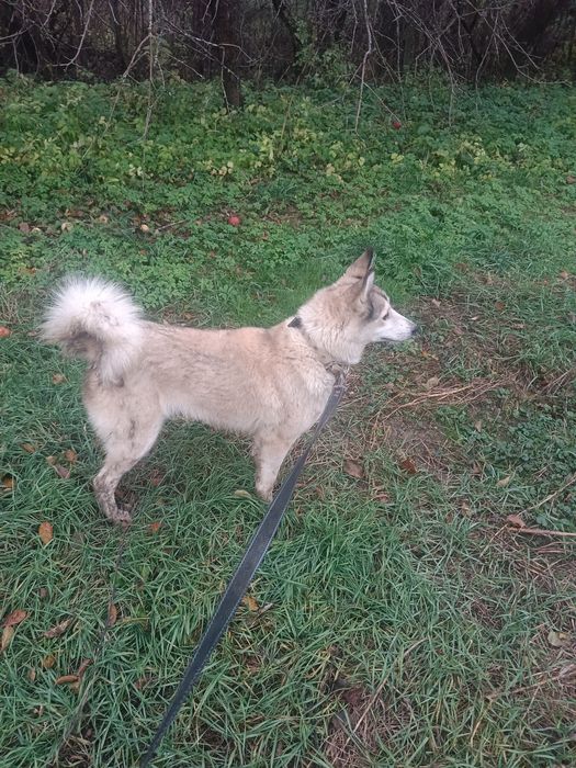 Продам лайку! Західно-сибірська